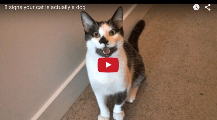 8 segnali per capire se il vostro gatto è un cane Gatto o cane?
