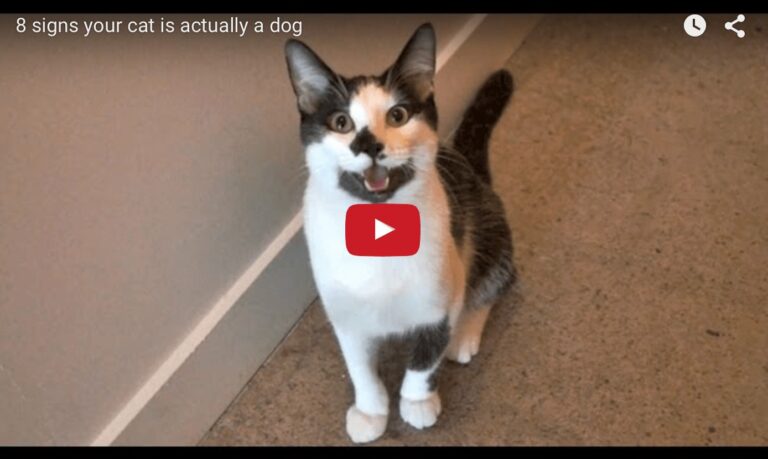 Gatto o cane?