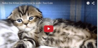 Gattino Neko impara a camminare