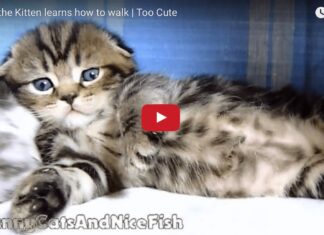 Gattino Neko impara a camminare