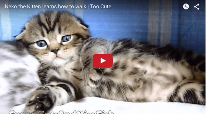 Il gattino Neko impara a camminare Gattino Neko impara a camminare