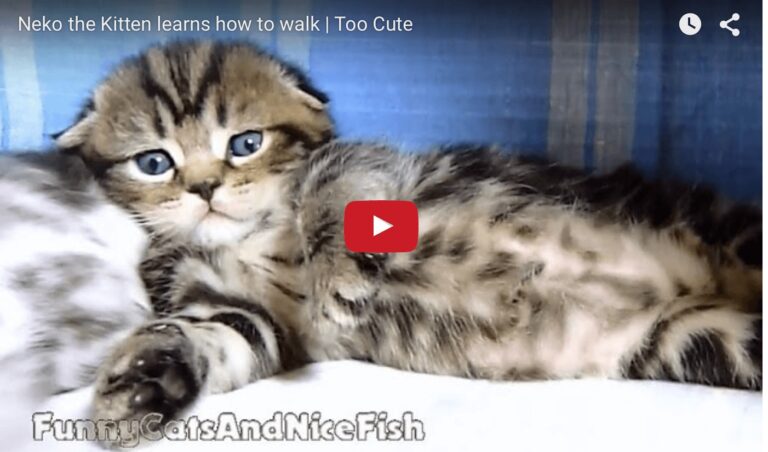 Gattino Neko impara a camminare