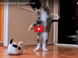 Nikita gioca con un cane robot Nikita gioca con un cane robot