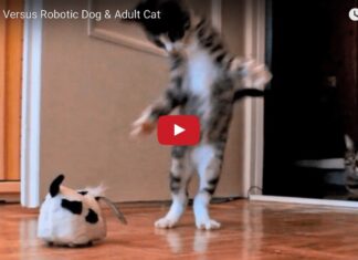 Nikita gioca con un cane robot