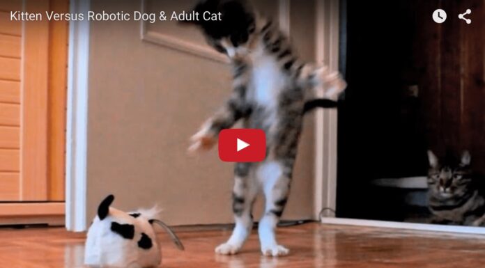 Nikita gioca con un cane robot Nikita gioca con un cane robot