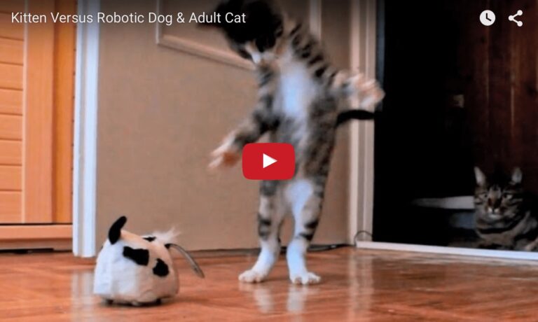 Nikita gioca con un cane robot