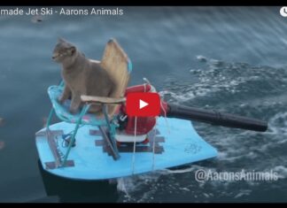 Homemade jetski