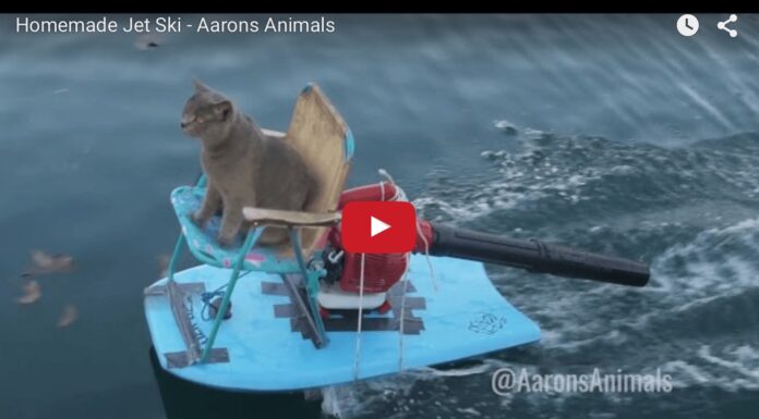 Un British Shorthair va su una moto d’acqua… fatta in casa Homemade jetski
