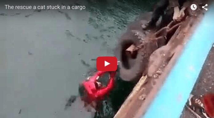 Un pescatore salva un gattino che stava annegando Gattino salvato