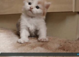 Cuteness overload