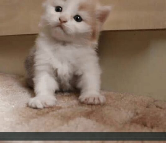Cuteness overload