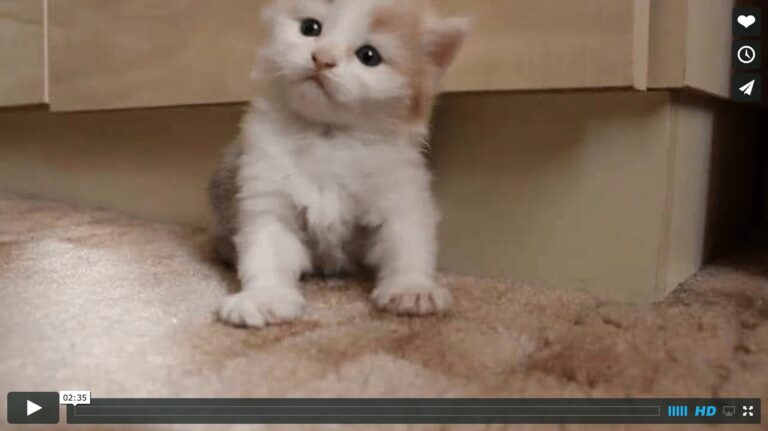 Cuteness overload