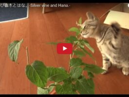 Gattino litiga con una pianta