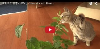 Gattino litiga con una pianta