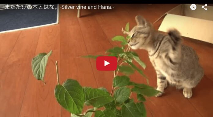 Gattino litiga con una pianta Gattino litiga con una pianta