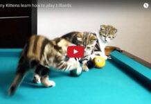 Gattini giocano a biliardo