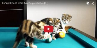 Gattini giocano a biliardo