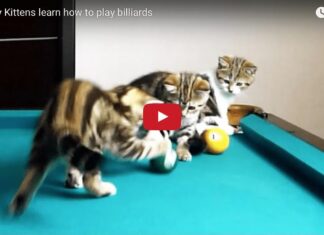 Gattini giocano a biliardo