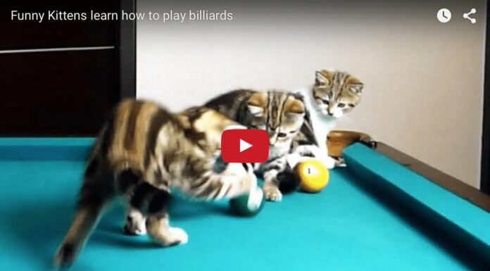 Gattini che giocano a biliardo Gattini giocano a biliardo