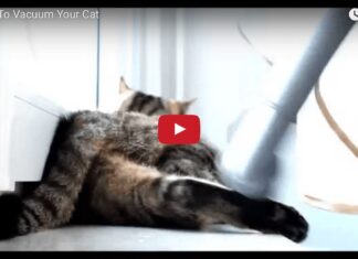 >Spazzolare il gatto con l'aspirapolvere