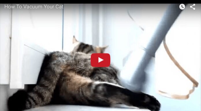 Come spazzolare il gatto… con l’aspirapolvere >Spazzolare il gatto con l'aspirapolvere