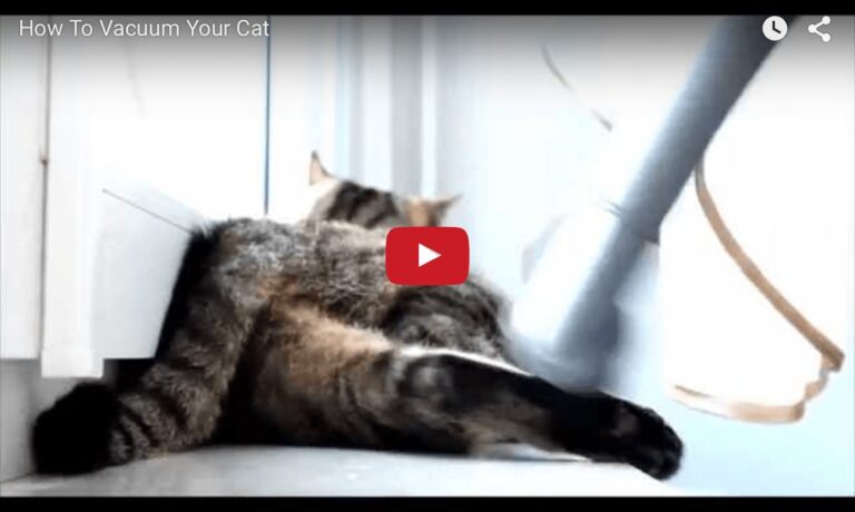 >Spazzolare il gatto con l'aspirapolvere