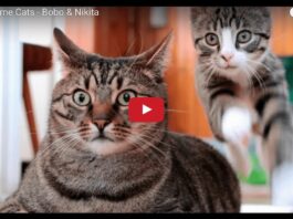 Bobo e Nikita, due adorabili gattini Bobo e Nikita