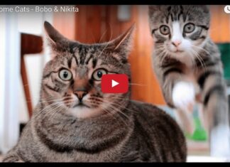 Bobo e Nikita