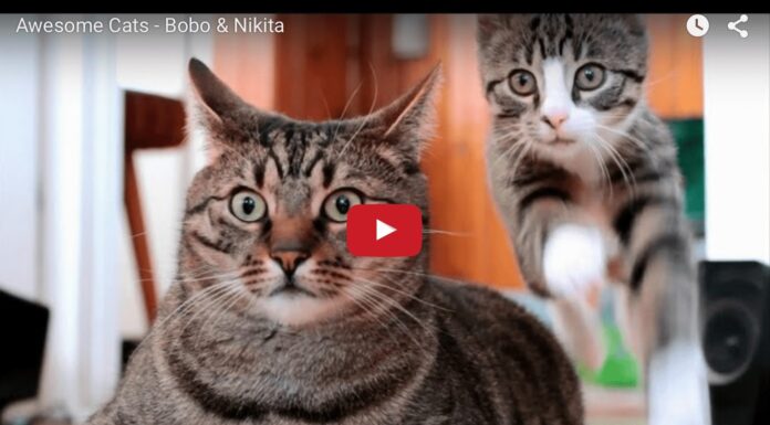 Bobo e Nikita, due adorabili gattini Bobo e Nikita