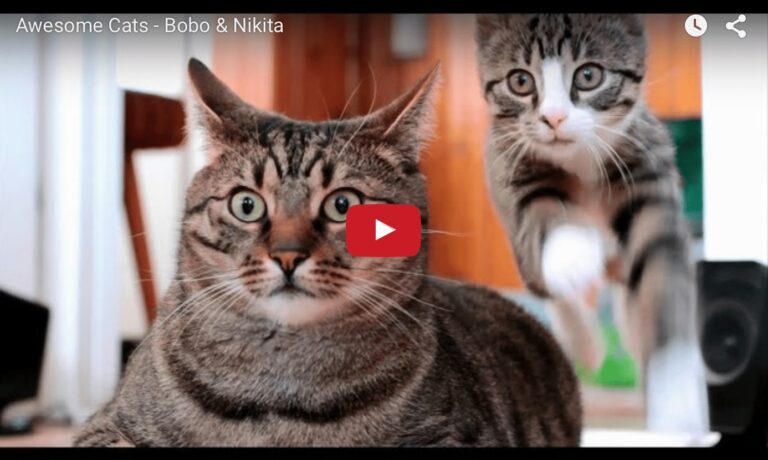 Bobo e Nikita
