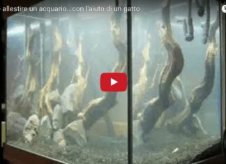 Allestire un acquario con l'aiuto di un gatto