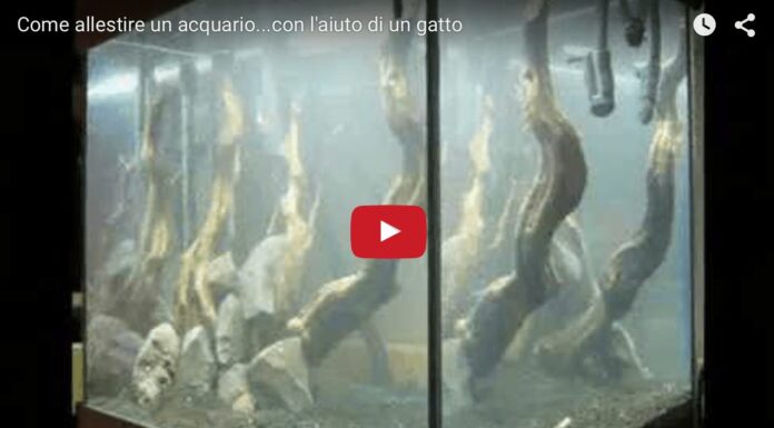 Come allestire un acquario con l’aiuto di un gatto Allestire un acquario con l'aiuto di un gatto