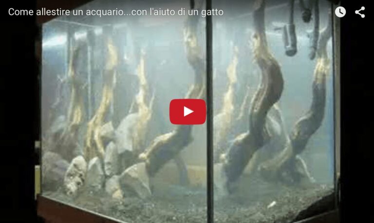 Allestire un acquario con l'aiuto di un gatto