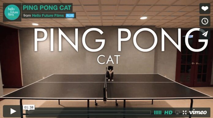 Oreo, la gatta campionessa di ping pong
