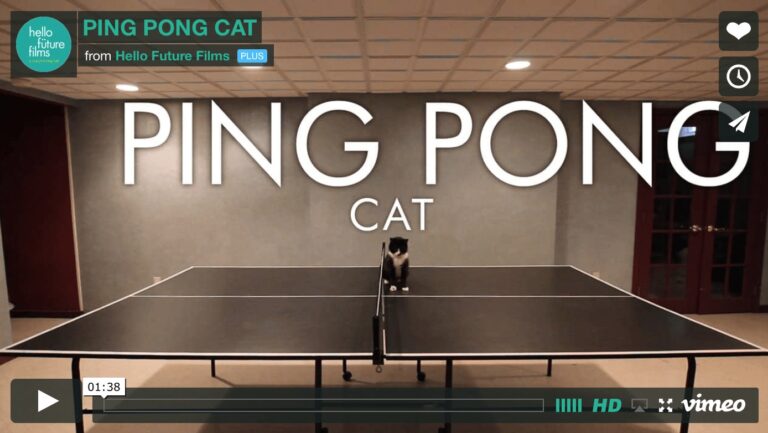 Oreo, la gatta campionessa di ping pong