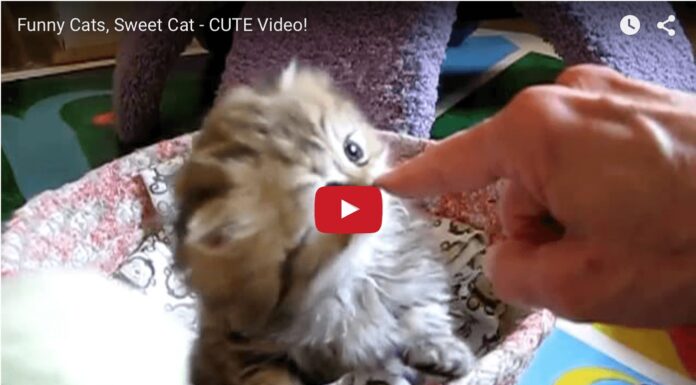 Ma quanto è tenero questo micino! Tenero micino