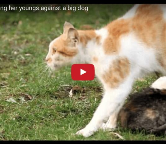 Una mamma gatta protettiva