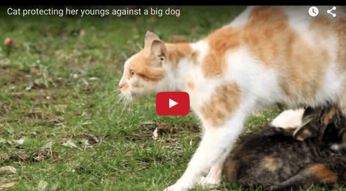 Una mamma gatta protettiva Una mamma gatta protettiva