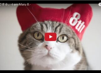 Maru compie 8 anni
