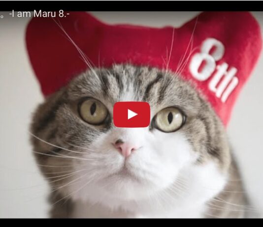 Maru compie 8 anni Maru compie 8 anni