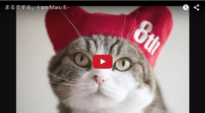Maru compie 8 anni Maru compie 8 anni