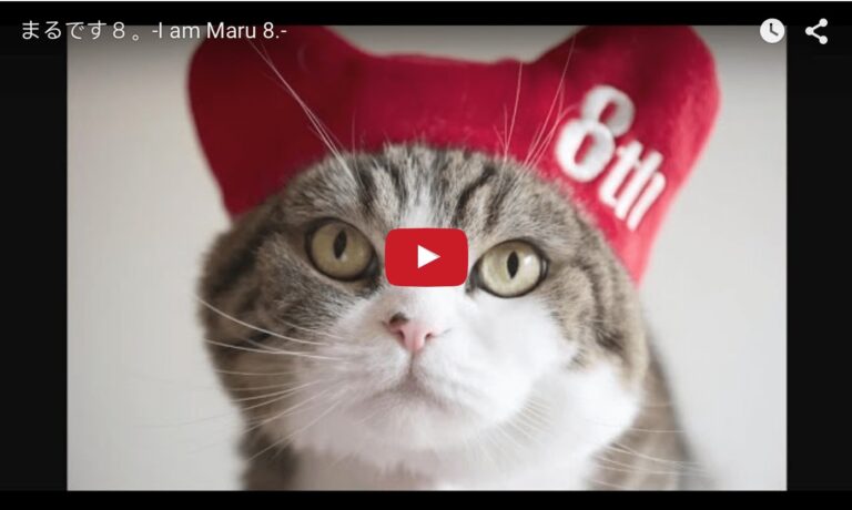 Maru compie 8 anni
