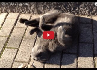 Gatto felice fa le capriole
