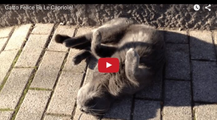 Gatto felice fa le capriole Gatto felice fa le capriole