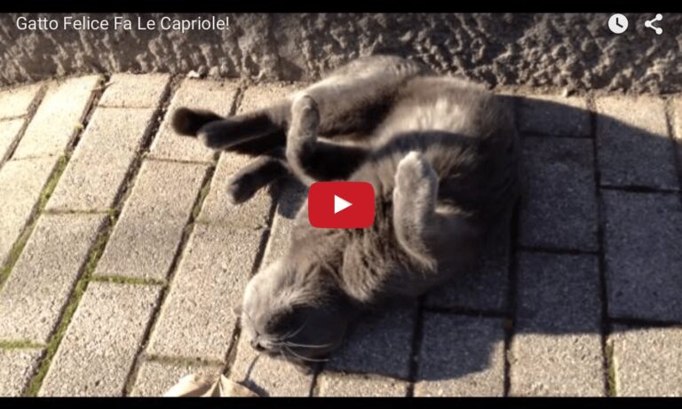 Gatto felice fa le capriole