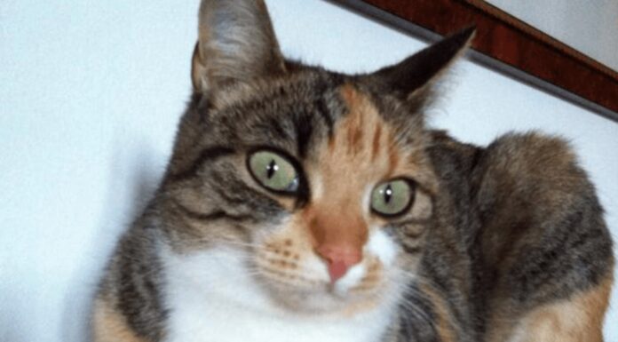 Macchia e la sua storia Macchia e la sua storia