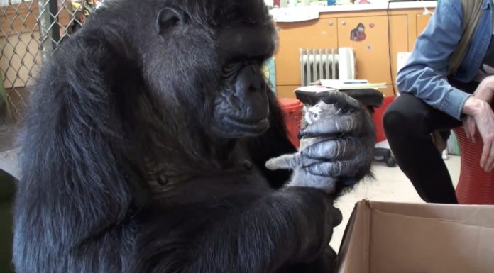 Koko, la gorilla mamma dei gatti
