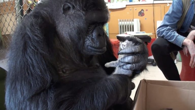Koko, la gorilla mamma dei gatti