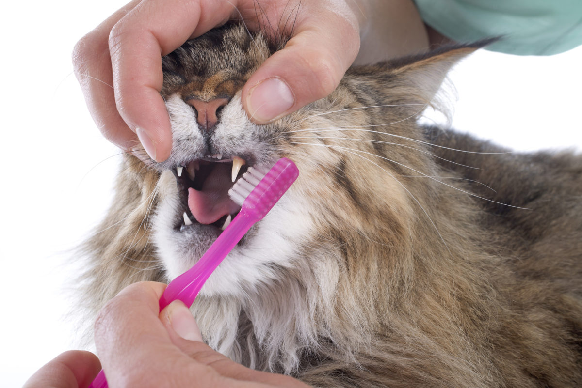 Igiene orale gatto