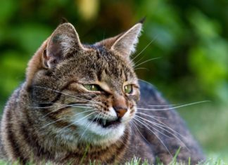 Gatto fa i capricci